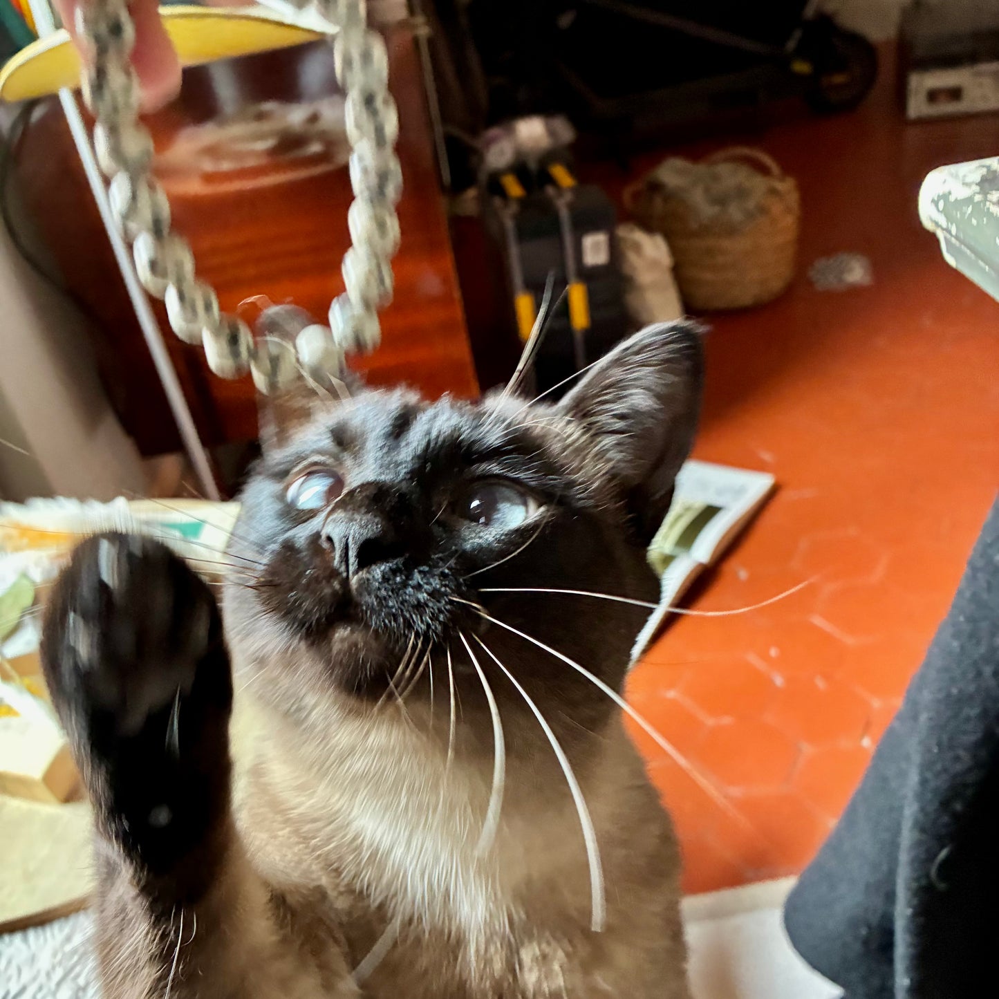 Bracelet Jaspe Dalmatien