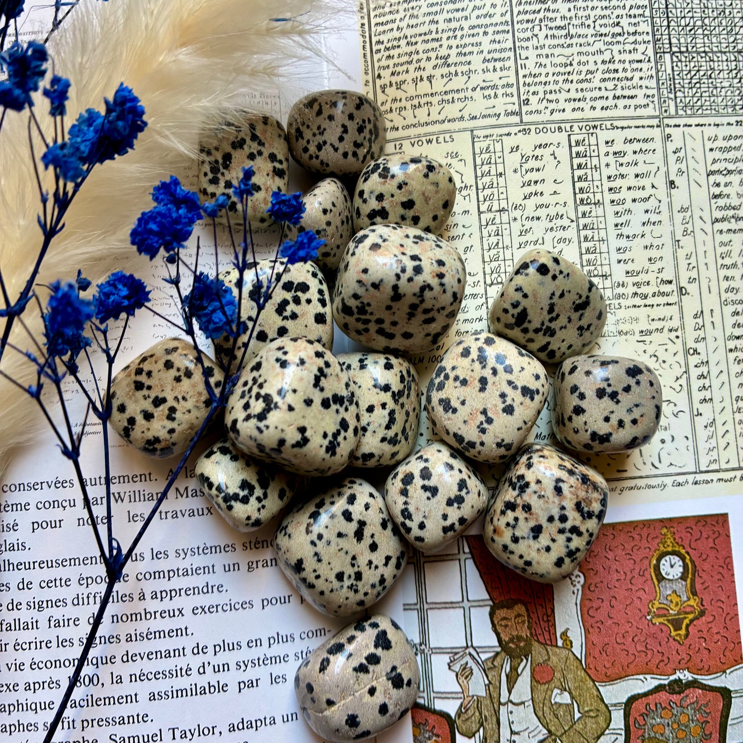 Pierre roulée Jaspe Dalmatien