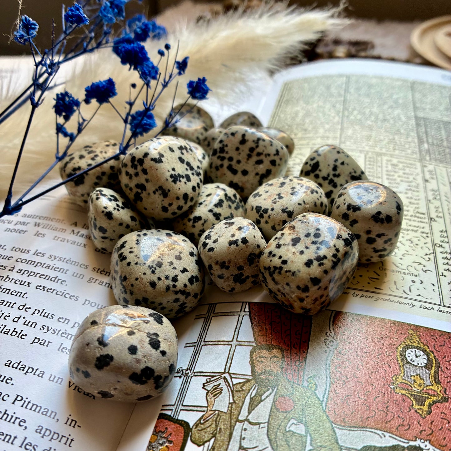 Pierre roulée Jaspe Dalmatien