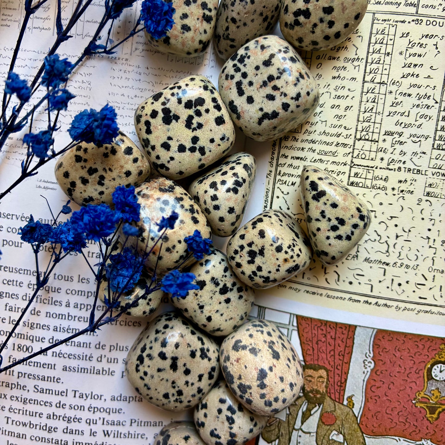 Pierre roulée Jaspe Dalmatien